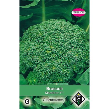 Broccoli, Brassica oleracea cymosa 'Marathon F1' -zaden-
