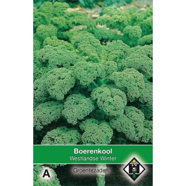 Boerenkool, Brassica oleracea sabellica 'Westlandse Winter' -zaden-