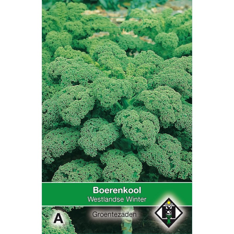 Boerenkool, Brassica oleracea sabellica 'Westlandse Winter' -zaden-