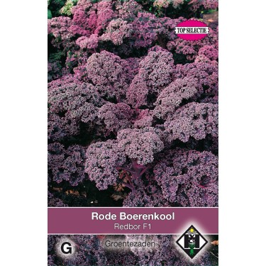 Rode boerenkool, Brassica oleracea sabellica 'Red Bor F1' -zaden-