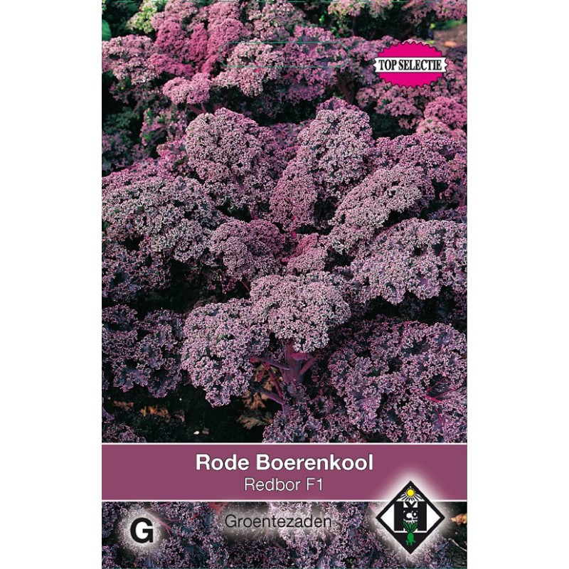 Rode boerenkool, Brassica oleracea sabellica 'Red Bor F1' -zaden-
