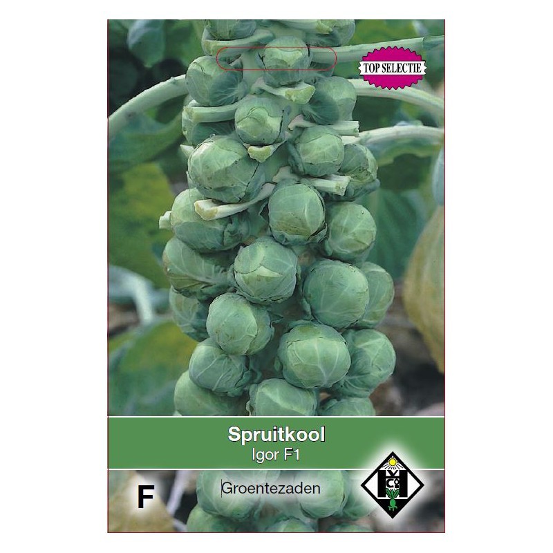 Spruitkool, Brassica oleracea gemmifera 'Igor F1' -zaden-