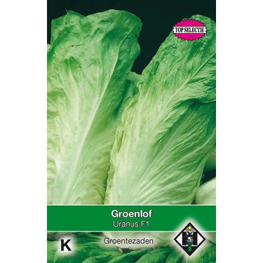 Groenlof, Cichorium intybus foliosum 'Uranus F1' -zaden-