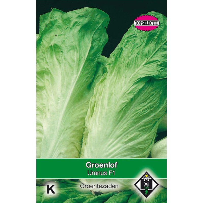 Groenlof, Cichorium intybus foliosum 'Uranus F1' -zaden-