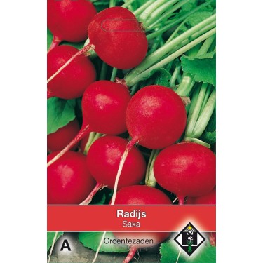 Radijs, Raphanus sativus 'Saxa' -zaden-