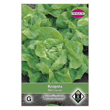 Kropsla, Lactuca sativa 'Mercurion' -zaden-