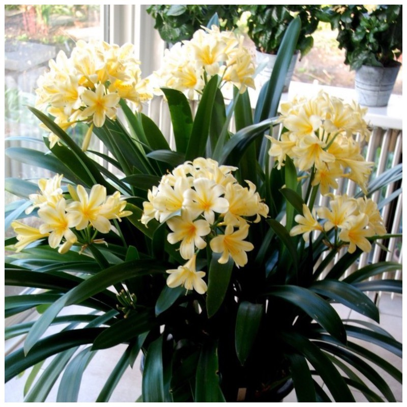 Clivia miniata var. citrina