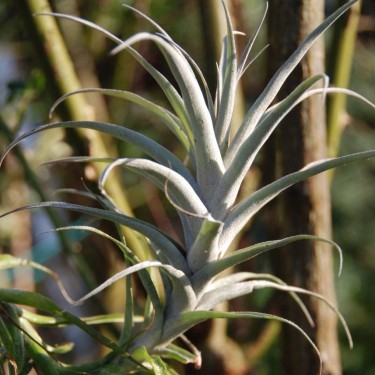 Tillandsia incarnata