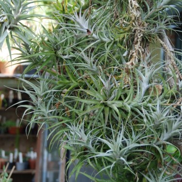 Tillandsia incarnata