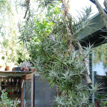 Tillandsia incarnata