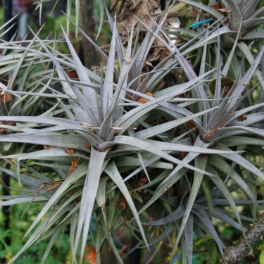 Tillandsia albida
