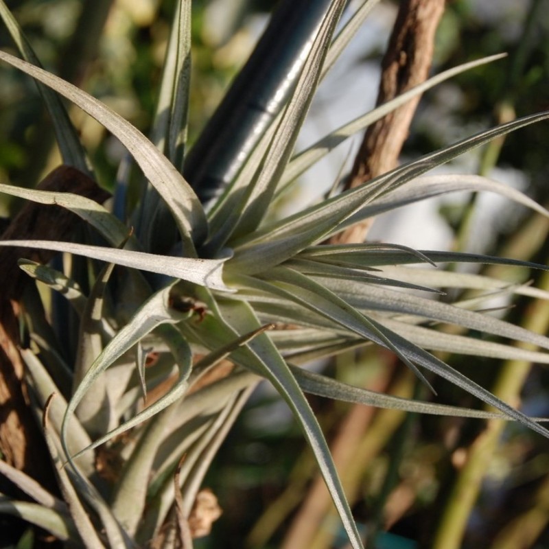 Tillandsia albida
