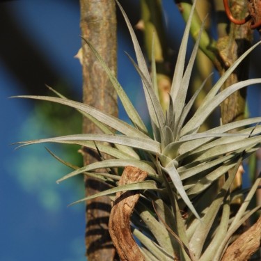 Tillandsia albida