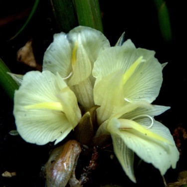 Zingiber mioga 'White Feather'