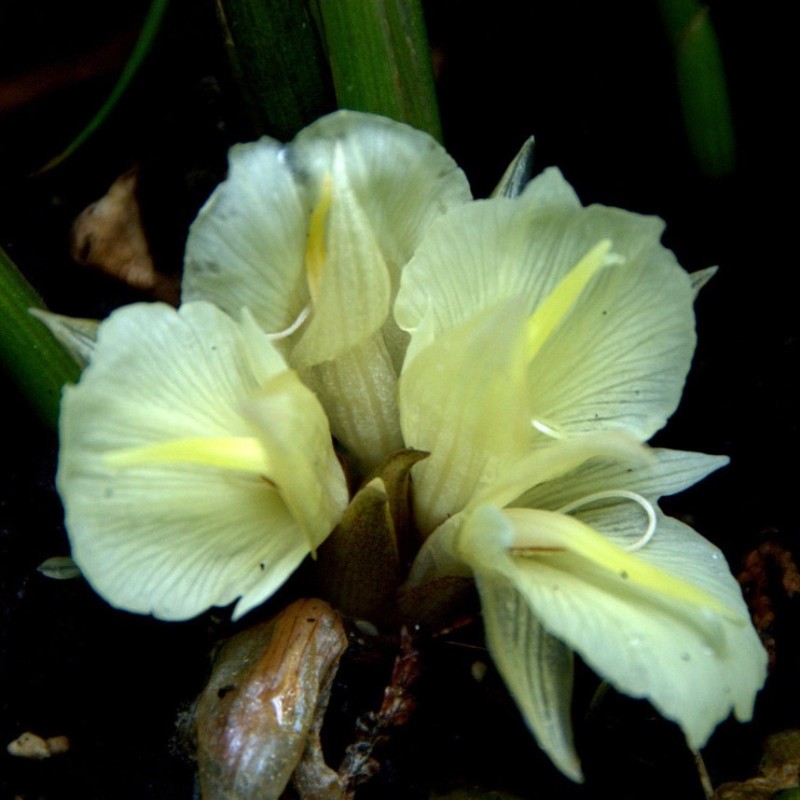 Zingiber mioga 'White Feather'