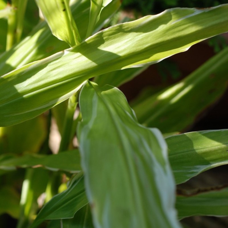 Zingiber mioga 'White Feather'