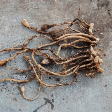 Zingiber mioga 'White Feather'