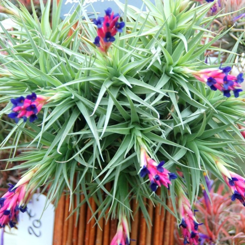 Tillandsia aeranthos
