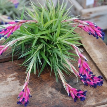Tillandsia aeranthos
