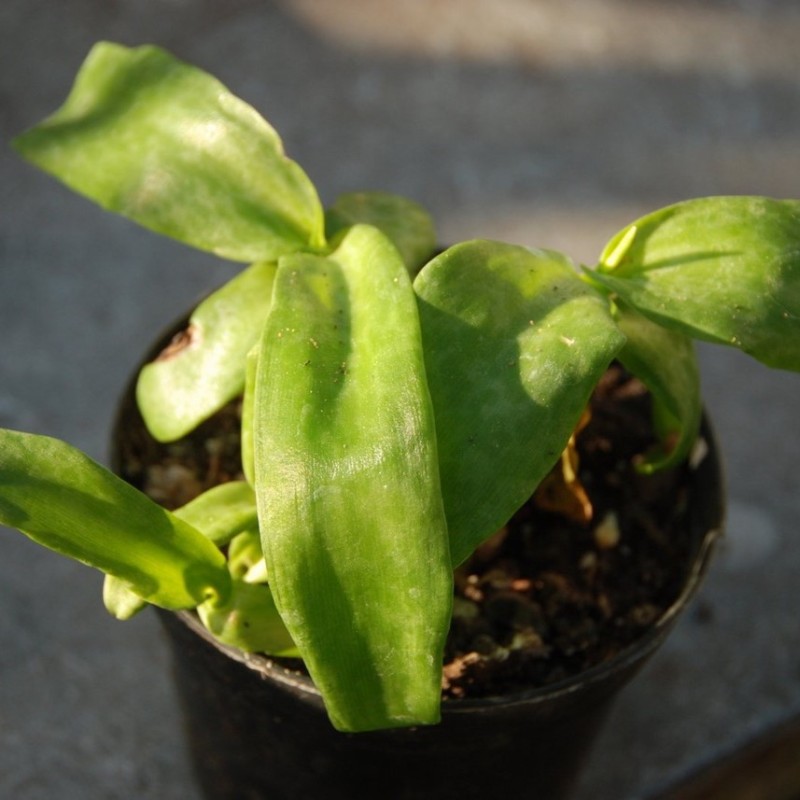 Ledebouria socialis -green leaved-
