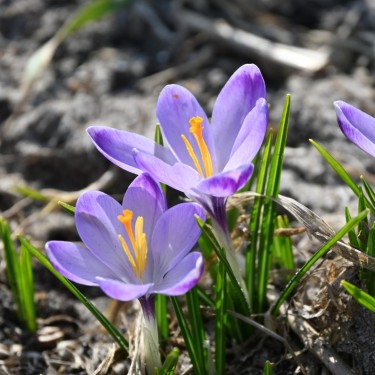 Crocus tommasinianus 'Rudy Light'