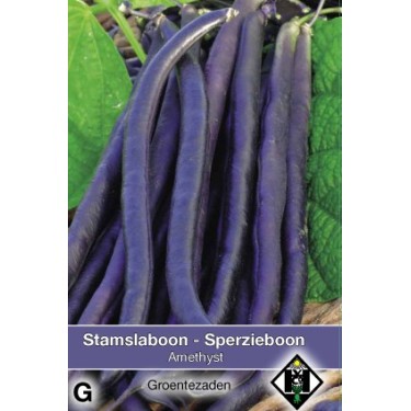 Stamslaboon, Phaseolus vulgaris 'Amethyst', 30 gr. -zaden-