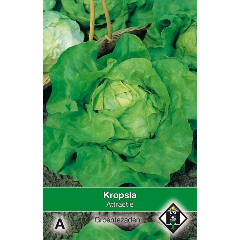 Kropsla Attractie -zaden-