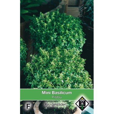 Mini Basilicum, Ocimum basilicum 'Pistou' -zaden-