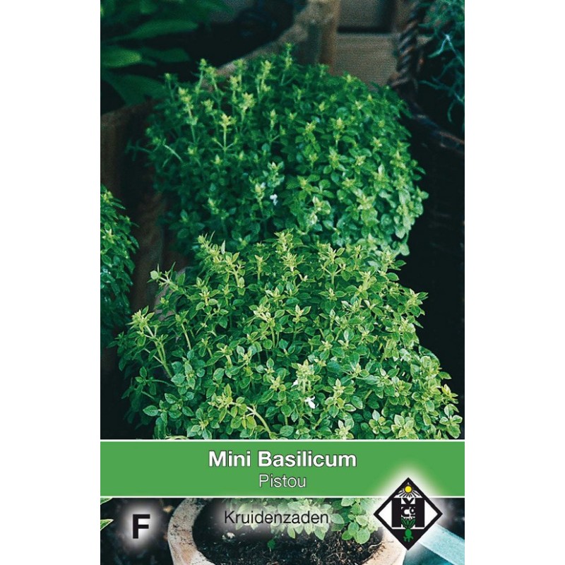 Mini Basilicum, Ocimum basilicum 'Pistou' -zaden-