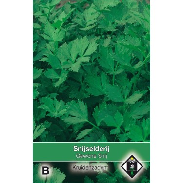 Selderij / Apium Gewone Snij -zaden-