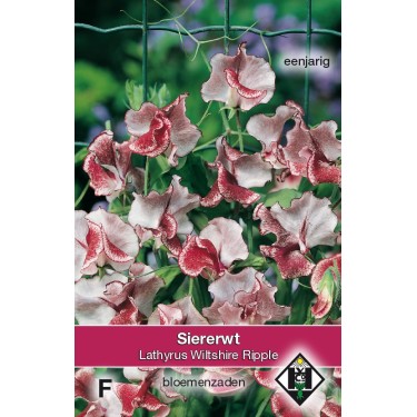 Lathyrus odoratus 'Wiltshire Ripple' -zaden-