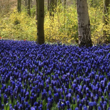 Muscari latifolium -grootverbruik-