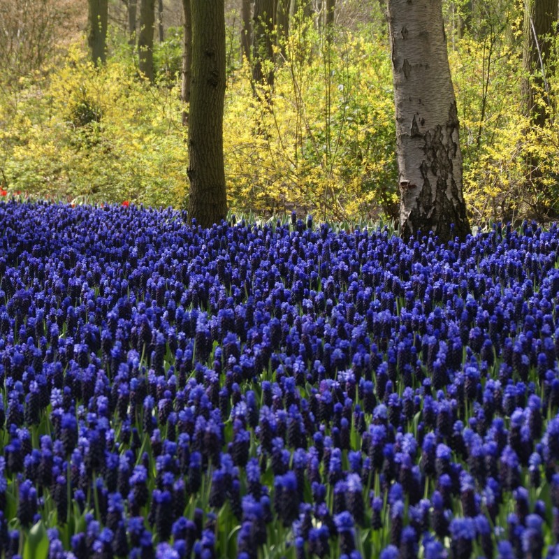 Muscari latifolium -grootverbruik-