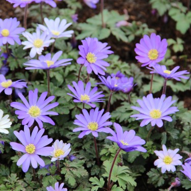 Anemone blanda 'Blue Shades' -grootverbruik-