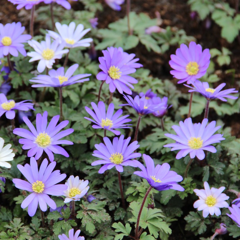 Anemone blanda 'Blue Shades' -grootverbruik-