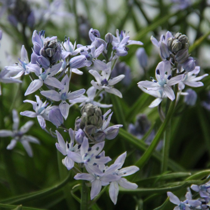 Hyacinthoides mauritanica