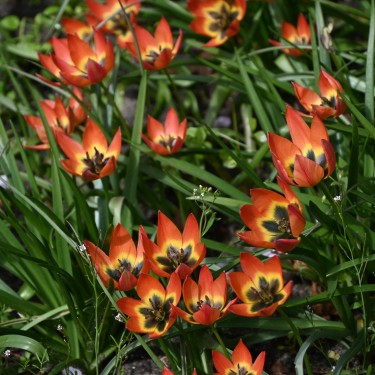 Tulipa 'Little Princess'