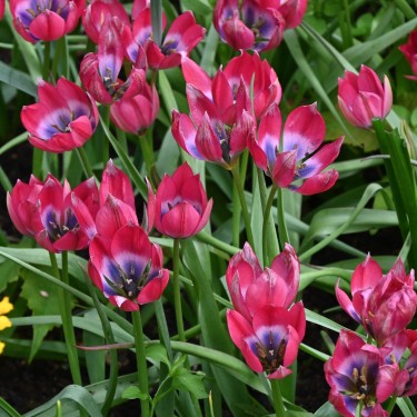 Tulipa 'Little Beauty'
