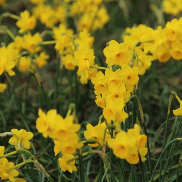 Narcissus 'More and More'