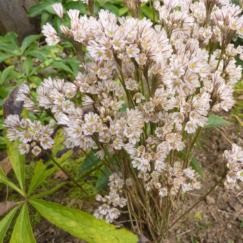 Allium callimischon subsp. callimischon