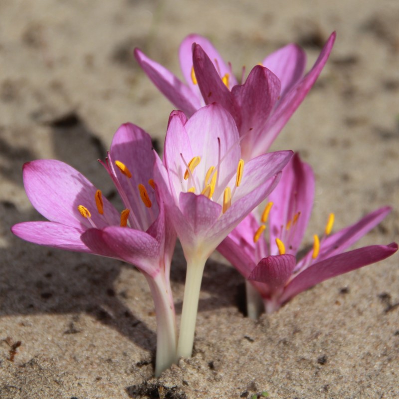 Colchicum cupanii var. pulverulentum