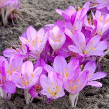 Colchicum cilicicum 'Purpureum'