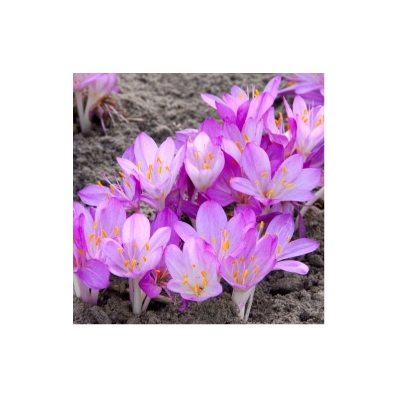 Colchicum cilicicum 'Purpureum'