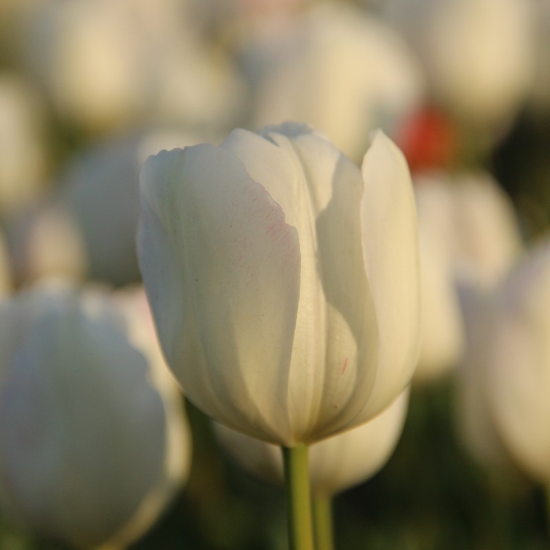 Tulipa 'La Reine Maxima'