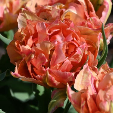 Tulipa 'Elias Martin'