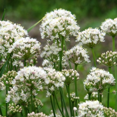 Allium albidum