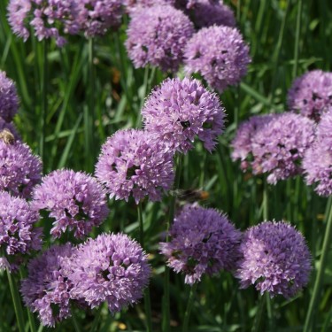 Allium angulosum 'Sara'