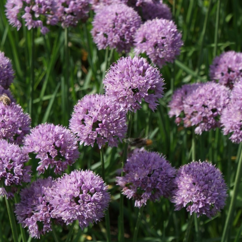 Allium angulosum 'Sara'