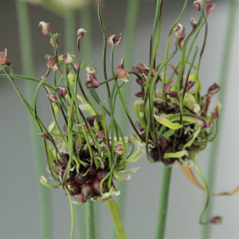 Allium scorodoprasum 'Art'