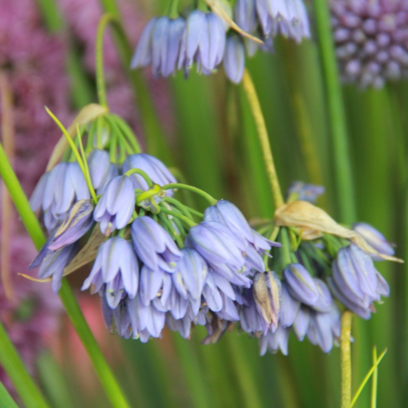 Allium beesianum